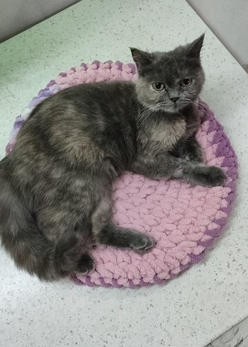 Yuvarlak Örme kedi yatağı - Görsel 6