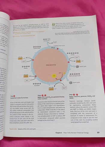 Biology Concepts & Connections 6. Baskı Kitap - Görsel 7