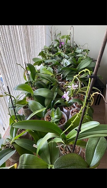 Özel tür ve Asyalı orkide