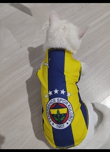 Kedi forması kedi kıyafeti
