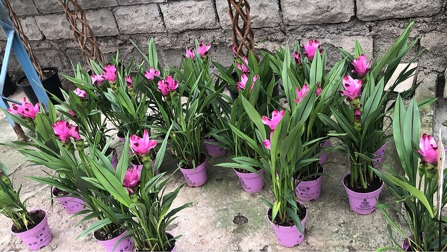 Curcuma çiçeği