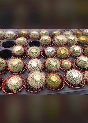  Beden yeşil Renk Mini Kaktüs Çeşitleri