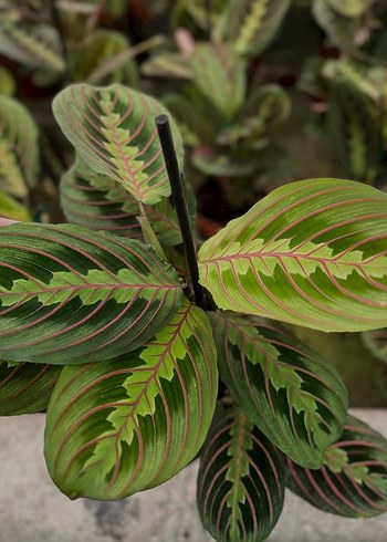 Çiçek Maranta