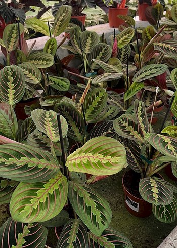 Beden Maranta