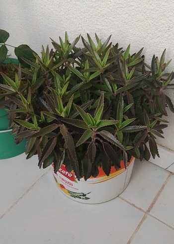 aşkın göz yaşı Yeşil Ev Dekoratif Bitkisi  10 adet fiyatı bu - Görsel 2