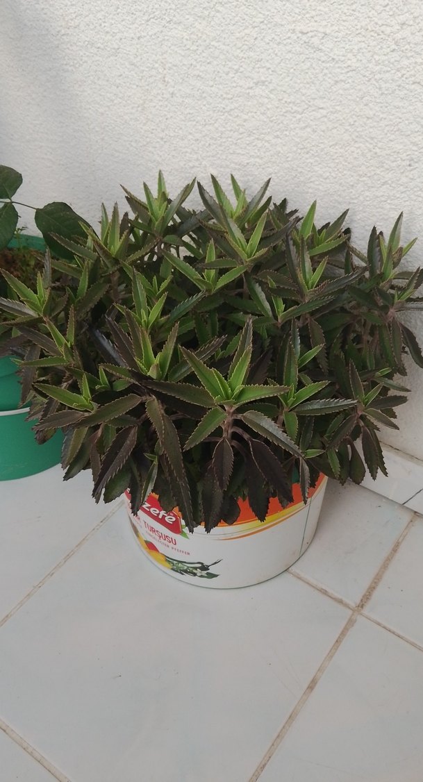 aşkın göz yaşı Yeşil Ev Dekoratif Bitkisi  10 adet fiyatı bu - Görsel 2