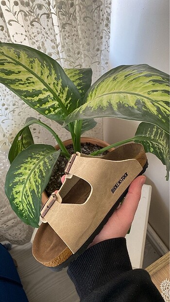 Birkenstock Birkenstock bej terlik