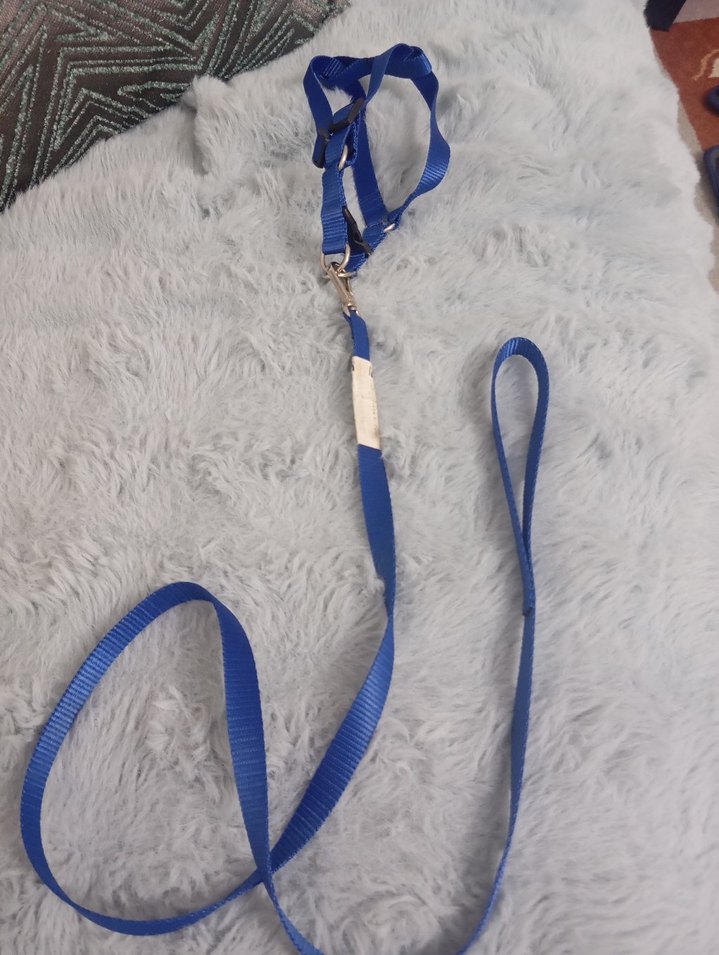 Polo prestıge Köpek Gezdirme Tasması 4 mt - Görsel 4