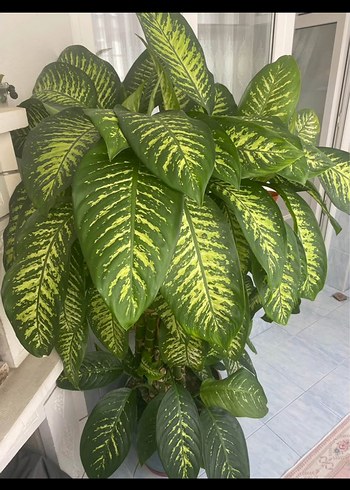 Büyük Yeşil Saksıda Dekoratif Bitki - Görsel 2