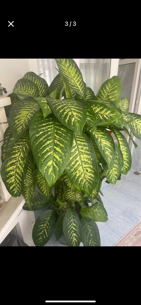 Büyük Yeşil Saksıda Dekoratif Bitki - Görsel 2