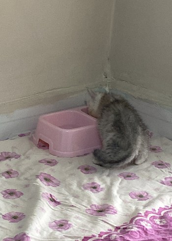 Gri Kedi Tuvaleti - Görsel 2