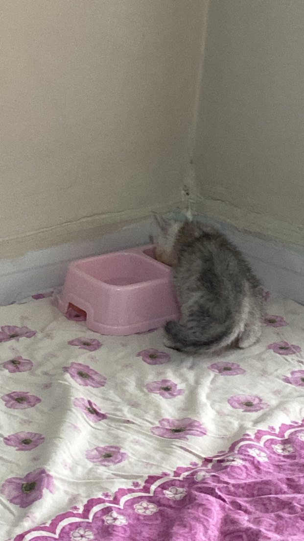 Gri Kedi Tuvaleti - Görsel 2