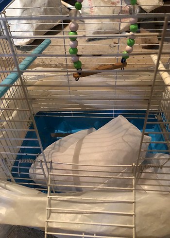 Mavi Kuş Kafesi - Görsel 5