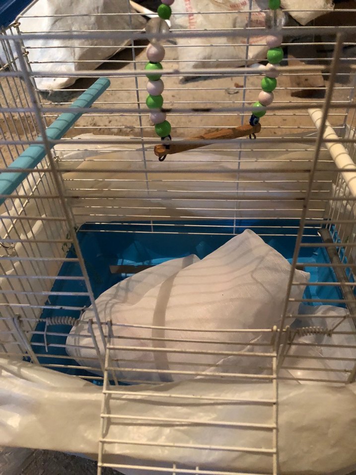 Mavi Kuş Kafesi - Görsel 5