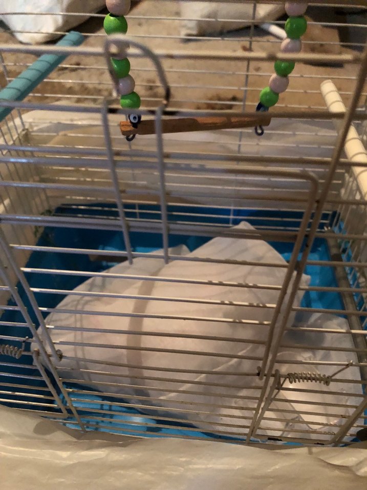 Mavi Kuş Kafesi - Görsel 4