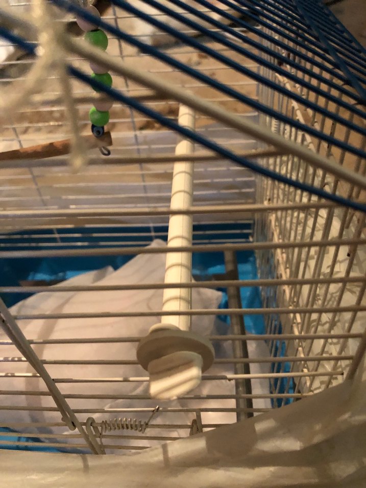 Mavi Kuş Kafesi - Görsel 3