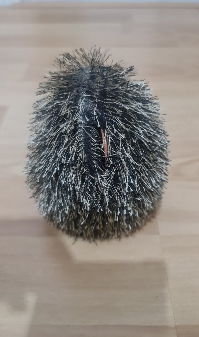 Renkli Kahverengi Kirpi Kumbara - Görsel 4