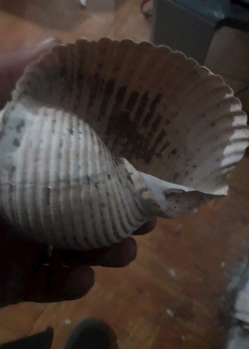 akarıum deniz salangozu - Görsel 2