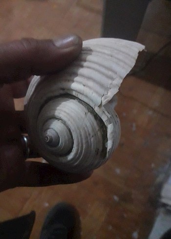 akarıum deniz salangozu - Görsel 3