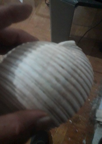 akarıum deniz salangozu - Görsel 4