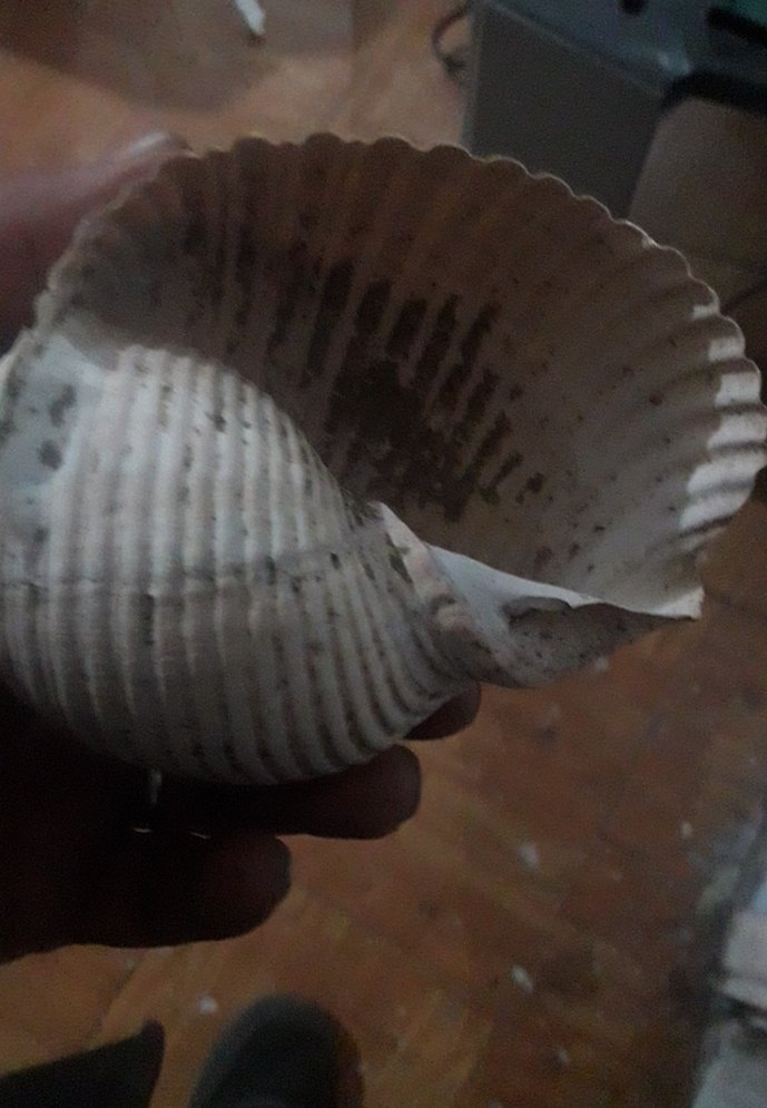 akarıum deniz salangozu - Görsel 2