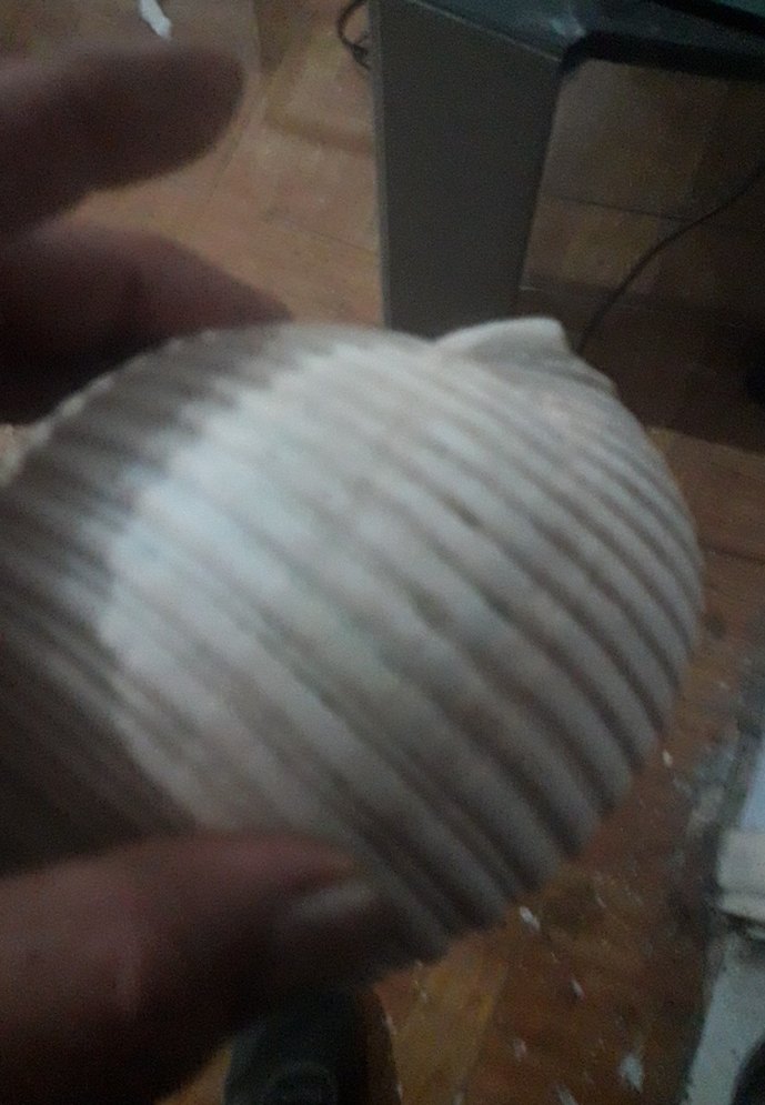 akarıum deniz salangozu - Görsel 4