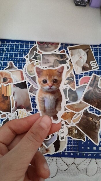 Diğer Kedili sticker