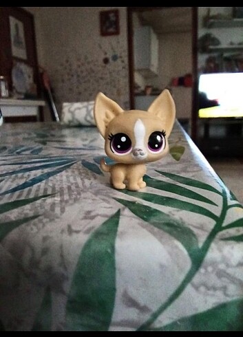 Chihaua miniş