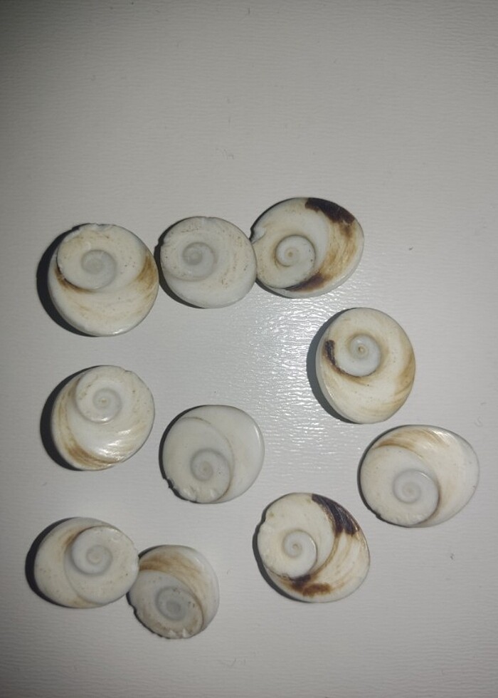 10 Adet Yılancık Taşı. - Görsel 4