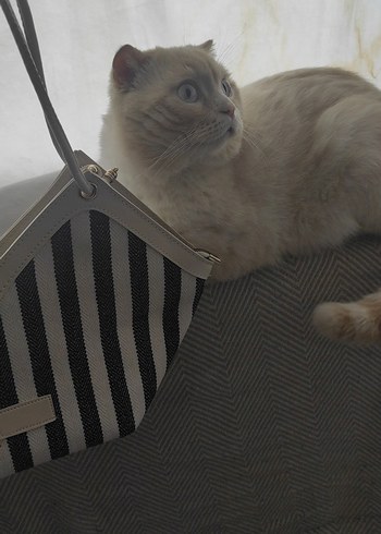 Zebra Desenli Kadın Çanta - Görsel 2