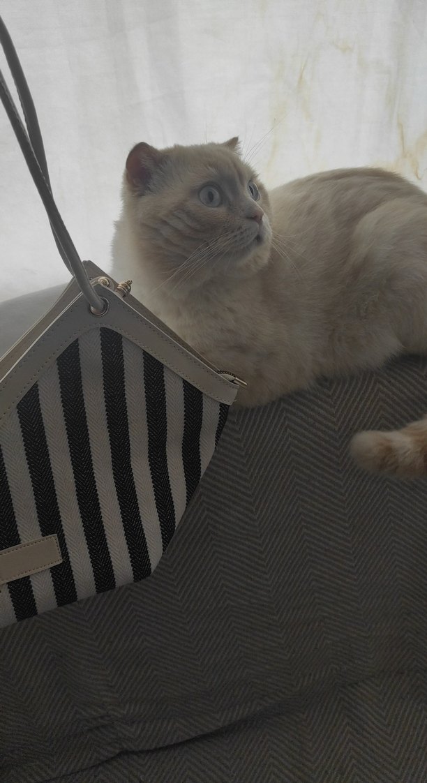 Zebra Desenli Kadın Çanta - Görsel 2