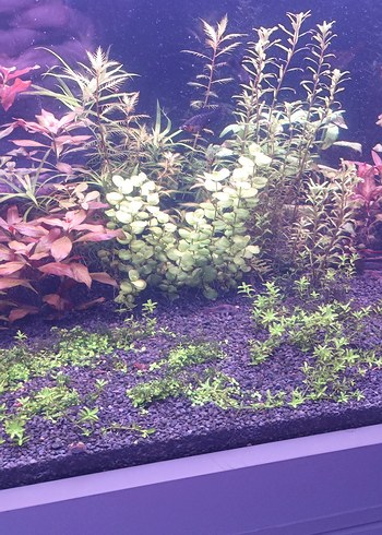 Mor Akvaryum Bitkileri ve Dekorları - Görsel 2