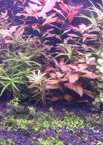 Mor Akvaryum Bitkileri ve Dekorları - Görsel 3