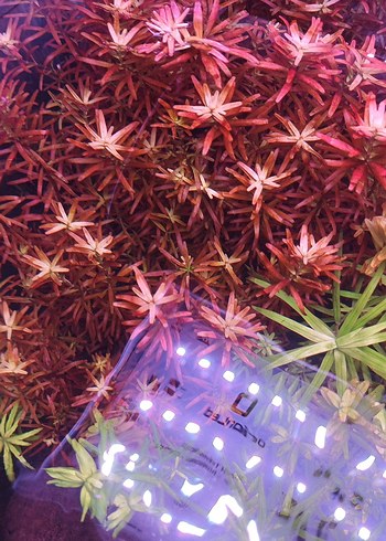 Mor Akvaryum Bitkileri ve Dekorları - Görsel 5