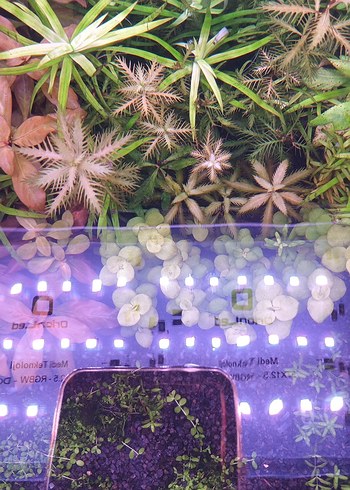 Mor Akvaryum Bitkileri ve Dekorları - Görsel 6