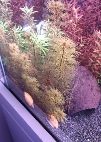 Mor Akvaryum Bitkileri ve Dekorları - Görsel 7