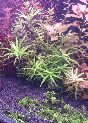 Mor Akvaryum Bitkileri ve Dekorları - Görsel 8