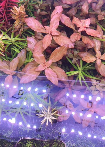 Mor Akvaryum Bitkileri ve Dekorları - Görsel 4