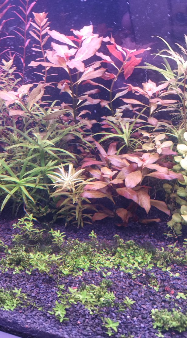 Mor Akvaryum Bitkileri ve Dekorları - Görsel 3