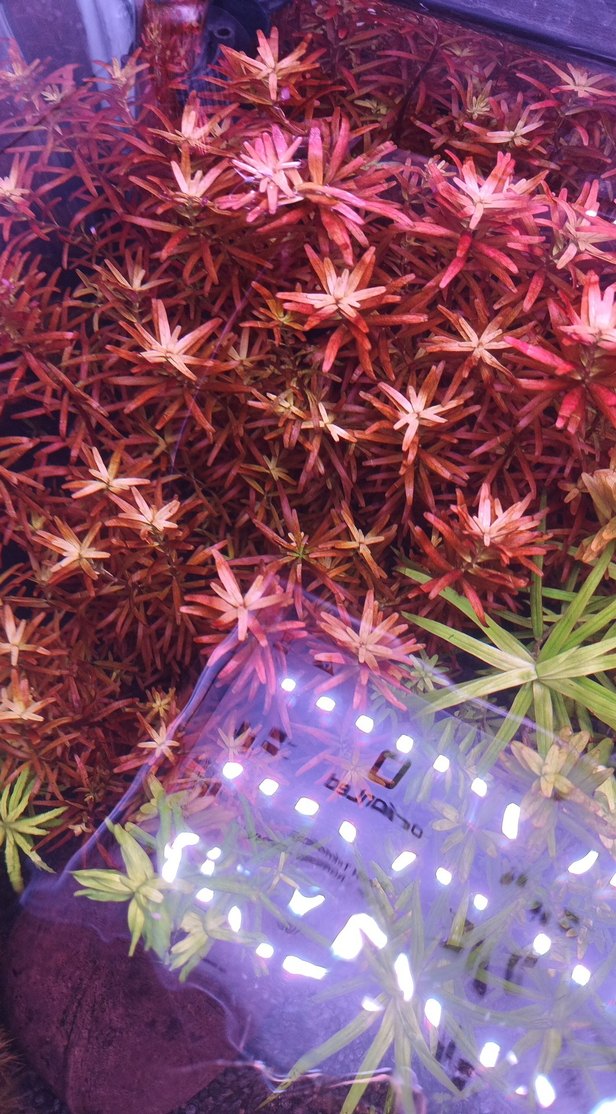 Mor Akvaryum Bitkileri ve Dekorları - Görsel 5