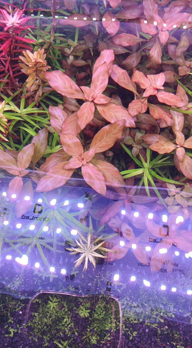 Mor Akvaryum Bitkileri ve Dekorları - Görsel 4