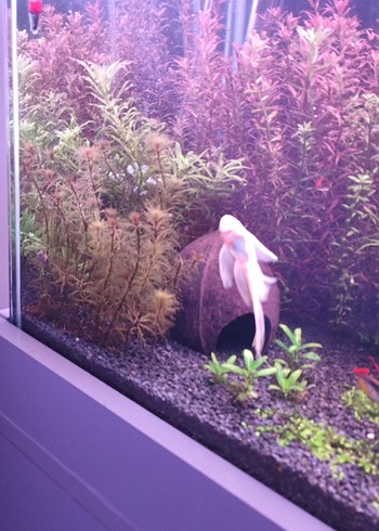 Koyu Yeşil Akvaryum Bitkisi - Görsel 3