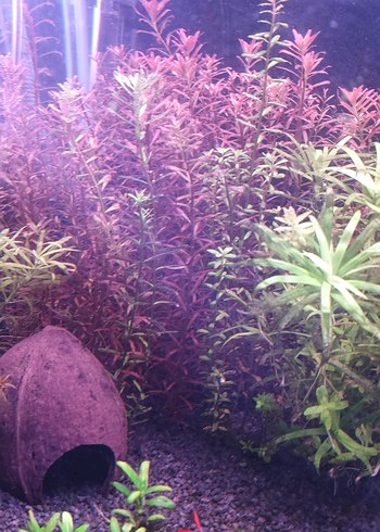 Koyu Yeşil Akvaryum Bitkisi - Görsel 2