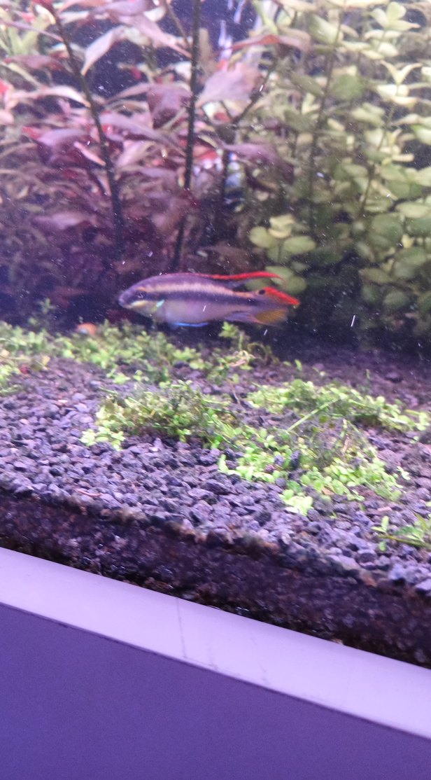 Koyu Yeşil Akvaryum Bitkisi - Görsel 4