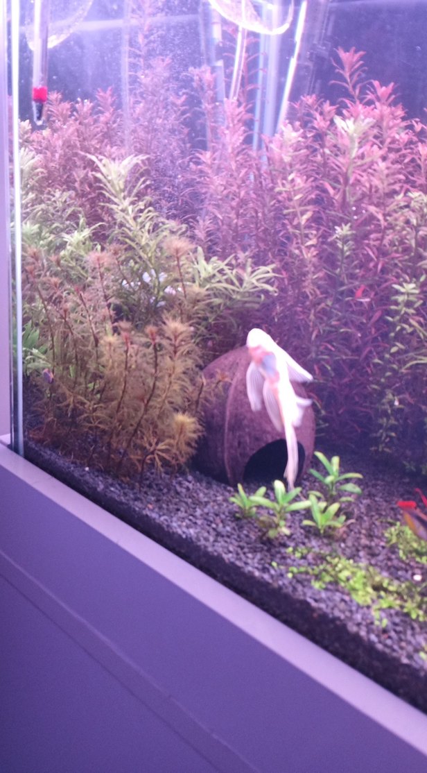 Koyu Yeşil Akvaryum Bitkisi - Görsel 3