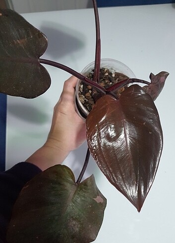 Philodendron pink Princess