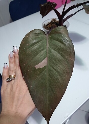 Beden Philodendron pink Princess