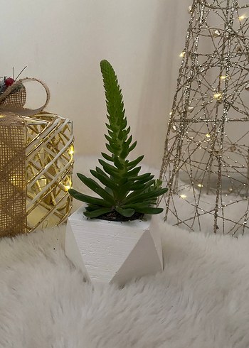 Beyaz Geometrik Saksıda Yeşil Sukulent