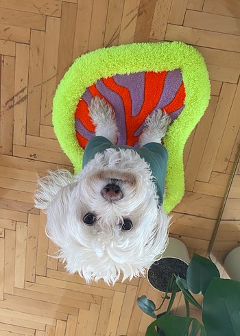 Renkli tufting pet yatağı - Görsel 5