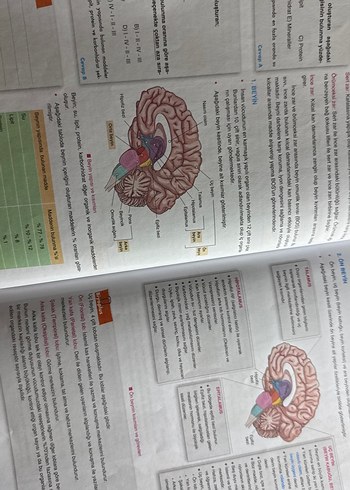 11. Sınıf (Ayt Sistemler) Biyotik Yayınları Konu Anlatım Föyleri - Görsel 2